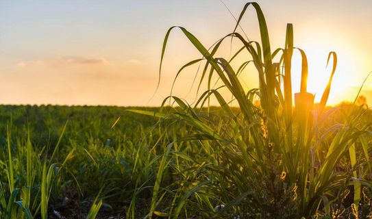 Gesundes Arbeiten bei Hitze Feld bei Sonnenuntergang